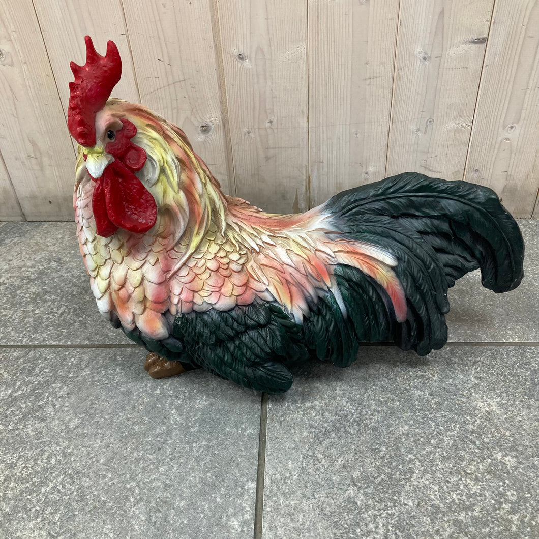 Cockerel sitting