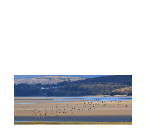 Shelducks over the Kent Estuary- Andy Mortimer Photograpic Card - The Coast Office